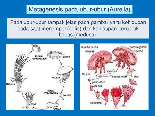 Pertumbuhan dan Perkembangan Makhluk Hidup SMP Kelas 8