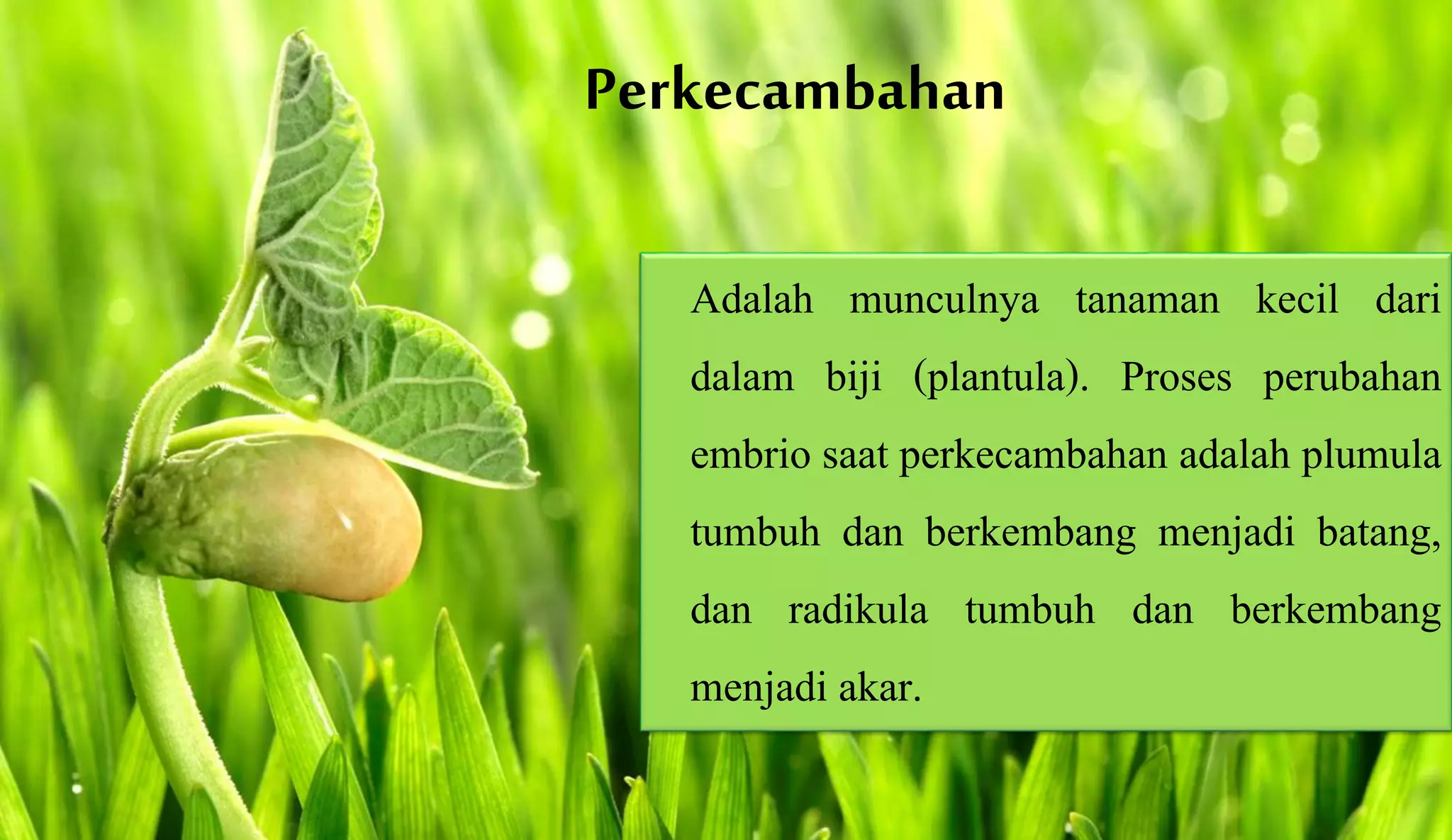 Pertumbuhan dan perkembangan pada tumbuhan | PPTX