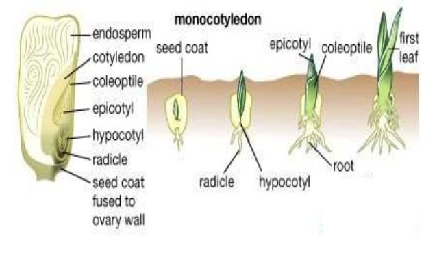 Pertumbuhan dan perkembangan pada tumbuhan Pertumbuhan dan perkembangan pada tumbuhan