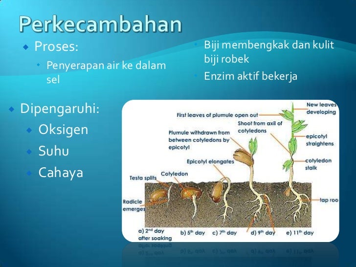 Pertumbuhan dan Perkembangan Tumbuhan