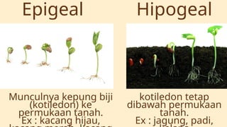 Pertumbuhan dan perkembangan tumbuhan_20250715_125306_0000.pptx