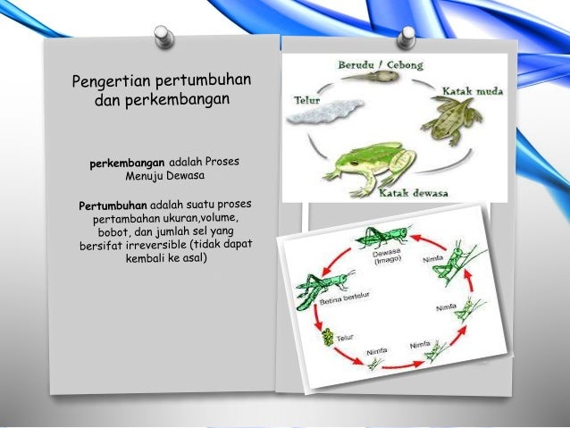 8700 Koleksi Gambar Proses Pertumbuhan Hewan Ayam HD