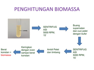 PENGHITUNGAN BIOMASSA
SENTRIFUG
ASI
5000 RPM,
15’
SENTRIFUG
ASI
5000 RPM,
15’
Buang
supernatan
dan cuci pelet
dengan bufer
Ambil Pelet
dan timbang
Keringkan
dengan oven
sampai berat
konstan
Berat
konstan =
biomassa
 
