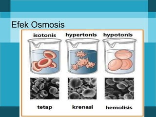 Efek Osmosis
 