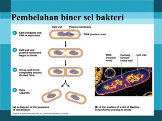 Pembelahan biner sel bakteri
 