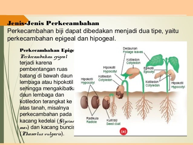 Gambar Epigeal Dan Hipogeal Tumbuh Tumbuhan Gambar Epigeal Dan Hipogeal Tumbuh Tumbuhan