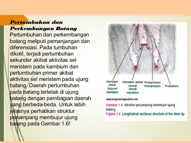 Pertumbuhan Perkembangan Tumbuhan
