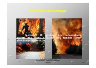 Incêndios em Portugal

Morreram 20 pessoas em consequência
directa dos fogos e quase 4000 famílias foram
directamente afectadas.
afectadas.

Perturbações no equilíbrio dos
ecossistemas - Efeitos das catástrofes
naturais

42

 