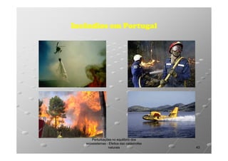 Incêndios em Portugal

Perturbações no equilíbrio dos
ecossistemas - Efeitos das catástrofes
naturais

43

 