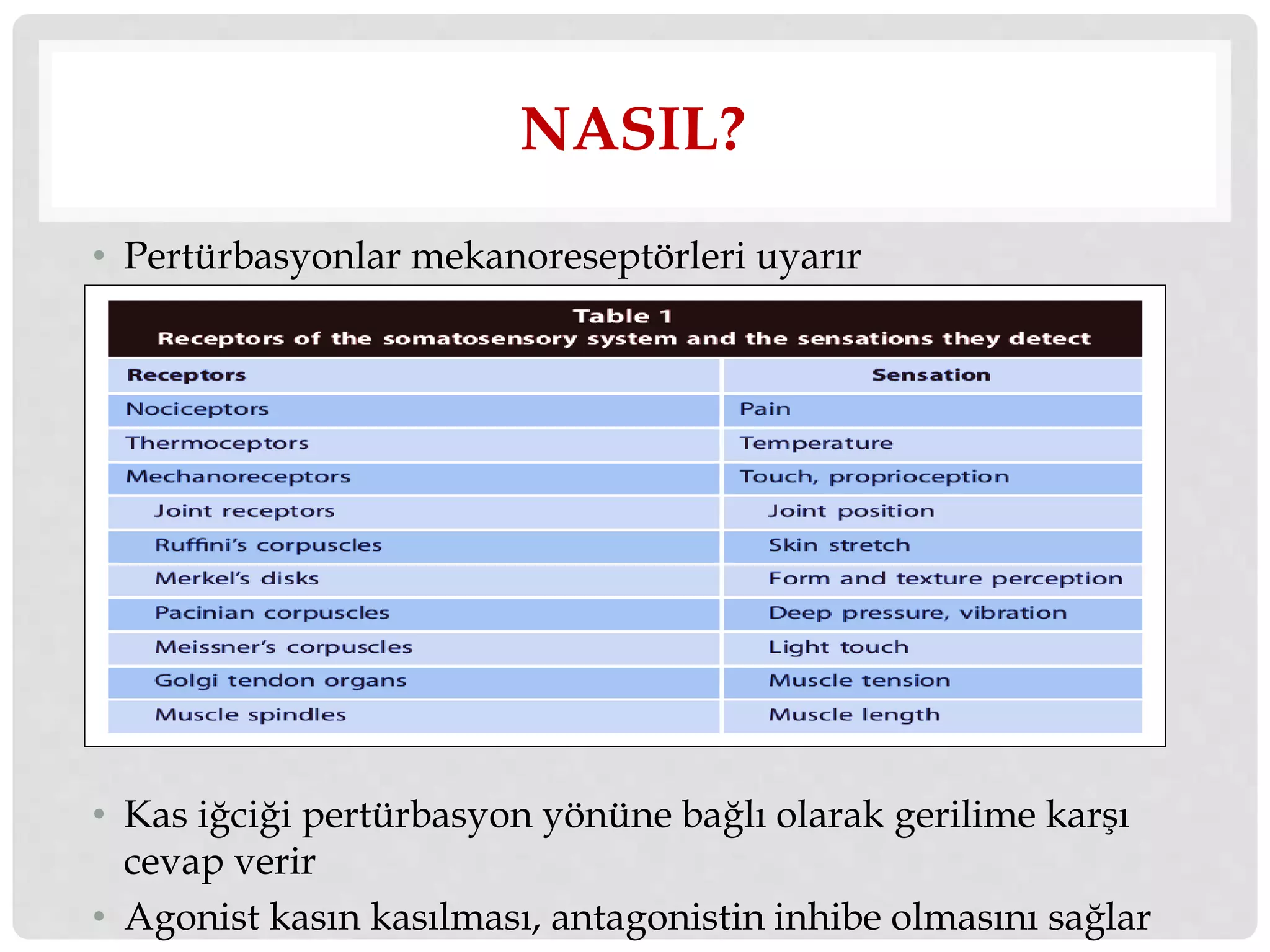 NASIL? 
• Pertürbasyonlar mekanoreseptörleri uyarır 
• Kas iğciği pertürbasyon yönüne bağlı olarak gerilime karşı 
cevap verir 
• Agonist kasın kasılması, antagonistin inhibe olmasını sağlar 
 