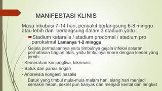 MANIFESTASI KLINIS
Masa inkubasi 7-14 hari, penyakit berlangsung 6-8 minggu
atau lebih dan berlangsung dalam 3 stadium yaitu :
Stadium kataralis / stadium prodomal / stadium pro
paroksimal Lamanya 1-2 minggu
Gejala permulaannya yaitu timbulnya gejala infeksi saluran
pernafasan bagian atas, yaitu timbulnya rinore dengan lender yang
jernih:
- Kemerahan konjungtiva, lakrimasi
- Batuk dan panas ringan
- Anoreksia kongesti nasalis
Batuk yang timbul mula-mula malam hari, siang hari menjadi
semakin hebat, sekret pun banyak dan menjadi kental dan lengket
 