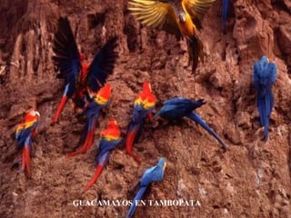 GUACAMAYOS EN TAMBOPATA 