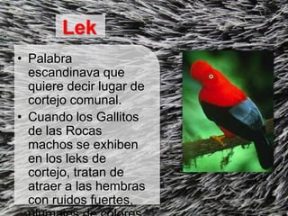 Lek
• Palabra
  escandinava que
  quiere decir lugar de
  cortejo comunal.
• Cuando los Gallitos
  de las Rocas
  machos se exhiben
  en los leks de
  cortejo, tratan de
  atraer a las hembras
  con ruidos fuertes,
 