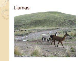 Llamas
 