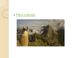    Peru Llamas
 