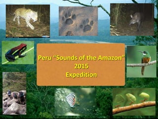 Peru “Sounds of the Amazon”
2015
Expedition
 