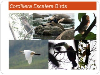 Cordillera Escalera Birds
 
