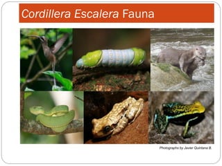 Cordillera Escalera Fauna




                            Photographs by Javier Quintana B.
 