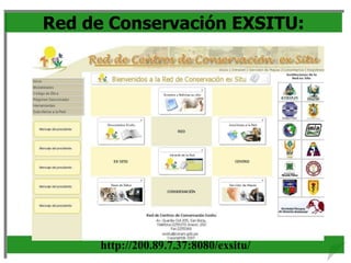 Red de Conservación EXSITU:
http://200.89.7.37:8080/exsitu/
 