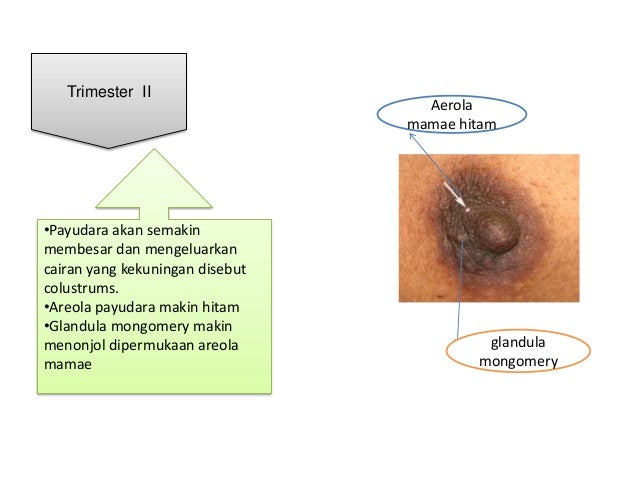 Perubahan anatomi dan adaptasi fisiologi ibu hamil