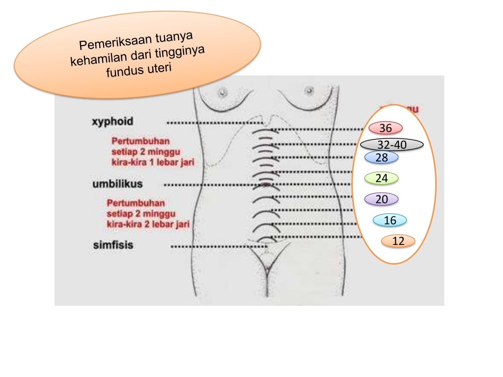 Perubahan anatomi dan adaptasi fisiologi ibu hamil