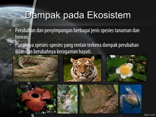 Dampak pada EkosistemDampak pada Ekosistem
• Perubahan dan penyimpangan berbagai jenis spesies tanaman dan
hewan.
• Punahnya spesies-spesies yang rentan terkena dampak perubahan
iklim dan berubahnya keragaman hayati.
 