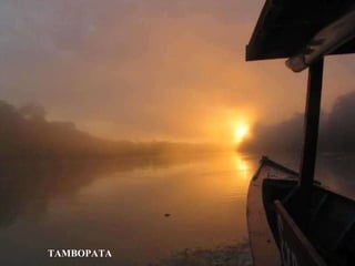 TAMBOPATA 