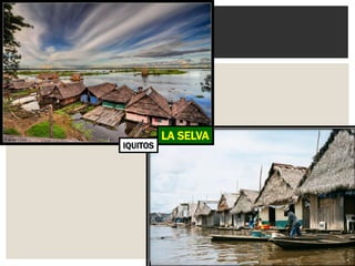 LA SELVA 
IQUITOS  