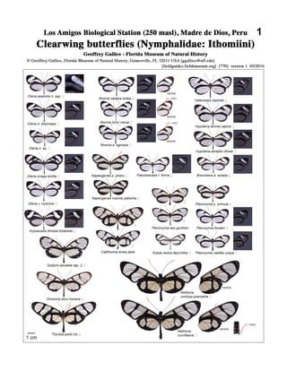 lepidopteras   nymphalidae madre de dios peru