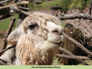 Peru & Mystical Machu Picchu
 