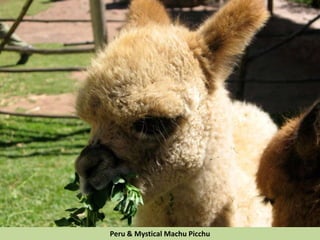 Peru & Mystical Machu Picchu
 