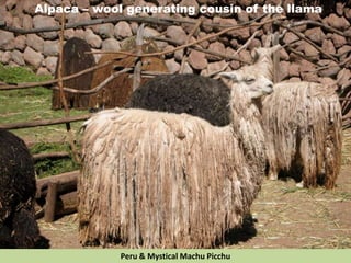 Alpaca – wool generating cousin of the llama
Peru & Mystical Machu Picchu
 