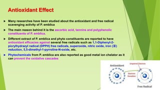 Antioxidant Effect
 Many researches have been studied about the antioxidant and free radical
scavenging activity of P. emblica
 The main reason behind it is the ascorbic acid, tannins and polyphenolic
constituents of P. emblica.
 Different extract of P. emblica and phyto constituents are reported to have
antioxidant efficacies against several free radicals such as 1,1-Diphenyl-2-
picrylhydrazyl radical (DPPH) free radicals, superoxide, nitric oxide, iron (Ⅲ)
reduction, 5,5-dimethyl-1-pyrroline-N-oxide, etc.
 Phytochemicals from P. emblica are also reported as good metal ion chelator as it
can prevent the oxidative cascades
 