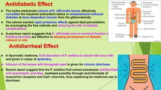 Antidiabetic Effect
 The hydro-methanolic extract of E. officinalis leaves effectively
normalize the impaired antioxidant status in streptozotocin-induced
diabetes at dose dependent manner than the glibenclamide.
 The extract exerted rapid protective effects against lipid peroxidation
by scavenging the free radicals and reducing the risk of diabetic
complications.
 A previous report suggests that E. officinalis and an enriched fraction of
Emblica tannoids are effective in delaying development of diabetic
cataract in rats.
Antidiarrheal Effect
 In Ayurvedic medicine, fruit decoction of P. emblica is mixed with sour milk
and given in cases of dysentery.
 Infusion of the leaves with fenugreek seed is given for chronic diarrhoea.
 Recent report suggest that the P. emblica fruit extract possesses antidiarrheal
and spasmolytic activities, mediated possibly through dual blockade of
muscarinic receptors and Ca2+ channels, thus explaining its medicinal use in
diarrhoea.
 