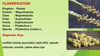CLASSIFICATION
Kingdom : Plantae
Division : Magnoliophyta
Class : Magnoliopsida
Order : Euphorbiales
Family : Euphorbiaceae
Genus : Phyllanthus L.
Species : Phyllanthus emblica L.
Diagnostic Keys
Leaflets closely associated, style bifid, capsule
orbicular, smooth, yellow when ripe
 