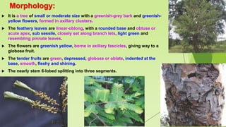 Morphology:
 It is a tree of small or moderate size with a greenish-grey bark and greenish-
yellow flowers, formed in axillary clusters.
 The feathery leaves are linear-oblong, with a rounded base and obtuse or
acute apex, sub sessile, closely set along branch lets, light green and
resembling pinnate leaves.
 The flowers are greenish yellow, borne in axillary fascicles, giving way to a
globose fruit.
 The tender fruits are green, depressed, globose or oblate, indented at the
base, smooth, fleshy and shining.
 The nearly stem 6-lobed splitting into three segments.
 