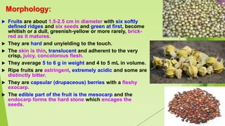 Morphology:
 Fruits are about 1.5-2.5 cm in diameter with six softly
defined ridges and six seeds and green at first, become
whitish or a dull, greenish-yellow or more rarely, brick-
red as it matures.
 They are hard and unyielding to the touch.
 The skin is thin, translucent and adherent to the very
crisp, juicy, concolorous flesh.
 They average 5 to 6 g in weight and 4 to 5 mL in volume.
 Ripe fruits are astringent, extremely acidic and some are
distinctly bitter.
 They are capsular (drupaceous) berries with a fleshy
exocarp.
 The edible part of the fruit is the mesocarp and the
endocarp forms the hard stone which encages the
seeds.
 