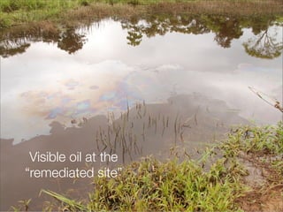 13
Visible oil at the
“remediated site”