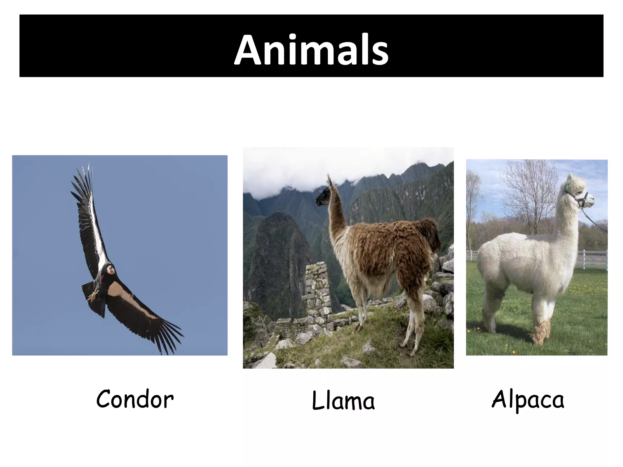 Animals




Condor      Llama   Alpaca
 