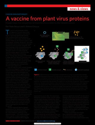 NATURE NANOTECHNOLOGY | ADVANCE ONLINE PUBLICATION | www.nature.com/naturenanotechnology	 1
news & views
T
o survive and proliferate within
an organism, tumours must evade
immune surveillance. And they do
this by expressing ligands that interact
with receptors found on the surface of
lymphocyte T cells (a type of white blood
cell that makes up the immune system), and
activating an ‘immune checkpoint’ that stops
the immune system from removing foreign
substances such as tumour antigens1
. The
understanding of this immunomodulatory
pathway has led to the development of
strategies aimed at ‘re-educating’ the
immune system against cancerous cells.
Writing in Nature Nanotechnology,
Steven Fiering and colleagues at Dartmouth
College and Case Western University now
show a new way to induce the immune
system to clear metastatic cancers by using
cowpea mosaic virus nanoparticles2
—
self-assembling protein nanoparticles
derived from a plant virus.
Over the past few years, several strategies
have been investigated to augment the
immune system to kill tumours, but each
of these approaches has strengths and
weaknesses. Vaccination against specific
tumour antigens has been developed for
multiple cancers, including melanoma,
breast, colorectal, liver and blood3
. However,
for vaccines to work, the target antigen
within the tumour must be expressed
continuously. While this approach clears
certain populations of tumour cells, it also
induces the formation of resistant clones,
which do not express that particular
antigen and are thus responsible for tumour
relapse. Another strategy entailed the use of
oncolytic viruses (viruses that preferentially
infect and kill cancer cells) to deliver pro-
immunogenic genes to tumours. Here,
tumour destruction is achieved through
the combined action of viral lysis and the
cytotoxic effects of an activated immune
system resulting from the delivery of
the genes4
.
Another approach that has gained
momentum is the inhibition of immune
checkpoints. Immune checkpoints —
the many inhibitory pathways in the
immune system — are usually activated
when a specific receptor expressed by
T lymphocytes interacts with its ligand
expressed on cancer cells. This interaction
blocks the activation of the immune system
and develops tolerance towards the cancer
cells5
. Inhibitors that block these checkpoints
are usually antibodies raised against either
the receptor or the ligand, and they work by
physically preventing this ligand–receptor
interaction. Although immune checkpoint
antibodies have undergone extensive
validation in clinical trials and have been
approved by the US Food and Drug
Administration for several cancers, they are
not universally effective in all patients. They
generally only delay tumour progression,
and have significant toxicity6
. An alternative
strategy in this quest involves the inhibition
of tumour-associated lymphocytes (known
as regulatory T cells) that are responsible for
hampering the immune response against the
tumour7
. However, pharmacologic depletion
of these regulatory T cells (for example,
using low doses of cyclophosphamide) lacks
specificity and durability, and thus far, has
yielded poor results8
.
While nanoparticles have largely
been explored as a delivery agent
for chemotherapeutics, Fiering and
co-workers found that cowpea mosaic virus
CANCER IMMUNOTHERAPY
A vaccine from plant virus proteins
Cowpea mosaic virus nanoparticles can induce the immune system to clear metastatic cancers.
Pier Paolo Peruzzi and E. Antonio Chiocca
Figure 1 | Production and use of cowpea mosaic nanoparticles as a cancer immunotherapy in animals.
a, Schematic showing the production of empty viral-like nanoparticles. The DNA (blue circle) encoding
for the viral coat (capsid) proteins is artificially introduced into plant cells (represented here by a leaf).
The plant functions as a factory for producing these proteins. Once produced, these proteins self-
assemble into nanoparticles that resemble the original virus, but lack the viral genome. They are therefore
called virus-like particles. b, Illustration of the mechanism of immune-mediated tumour lysis triggered
by virus-like nanoparticles. When nanoparticles are injected in vivo, they are intercepted by quiescent
neutrophils within the tumour. On nanoparticle uptake, these quiescent neutrophils become activated
and they secrete chemokines (signalling molecules) that recruit more neutrophils to the tumour. In the
process, T lymphocytes are also activated and are recruited to the tumour for final destruction of the
tumour cells.
Viral DNA encoding
capsid proteins
In planta protein
translation
Self-assembly of virus-like
particles devoid of nucleic acid
a
Delivery of particles
to tumour
Particle uptake by neutrophils,
neutrophil activation and
secretion of chemokines
Tumour lysis and
activation of T lymphocytes
Tumour inﬁltration by
activated neutrophils and
secretion of chemokines
b
Quiescent neutrophil Activated neutrophil Chemokines Activated T lymphocyte
© 2015 Macmillan Publishers Limited. All rights reserved
 