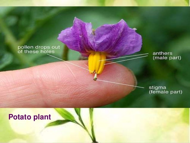 Solanaceae Parvin Mammadova
