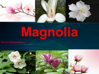 Magnolia
Parvin Mammadova
 