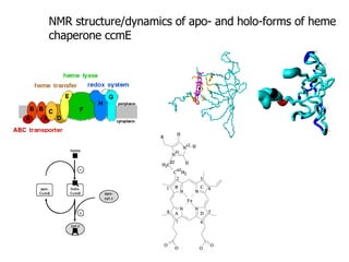 NMR structure/dynamics of apo- and holo-forms of heme chaperone ccmE 