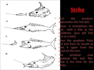 Strike First the predator approaches the live bait. Next  it immobilizes the bait  with a bite to the backbone. (you will feel this as a bite).  Then the predator flicks the bait from its mouth to take it again from the head on the turn.  The predator now swallows the bait fish. Now is the time for the strike.  