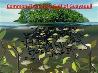 Common Fish in the Gulf of Guayaquil 