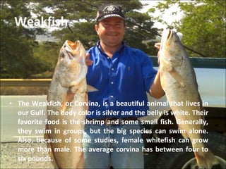 Weakfish The Weakfish, or Corvina, is a beautiful animal that lives in our Gulf. The body color is silver and the belly is white. Their favorite food is the shrimp and some small fish. Generally, they swim in groups, but the big species can swim alone. Also, because of some studies, female whitefish can grow more than male. The average corvina has between four to six pounds. 