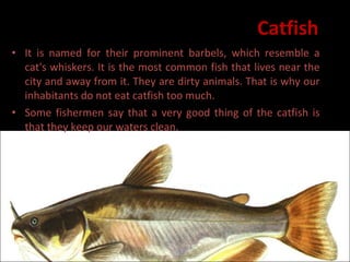 Catfish It is named for their prominent barbels, which resemble a cat's whiskers. It is the most common fish that lives near the city and away from it. They are dirty animals. That is why our inhabitants do not eat catfish too much.  Some fishermen say that a very good thing of the catfish is that they keep our waters clean.  