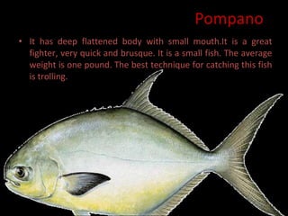 Pompano It has deep flattened body with small mouth.It is a great fighter, very quick and brusque. It is a small fish. The average weight is one pound. The best technique for catching this fish is trolling. 