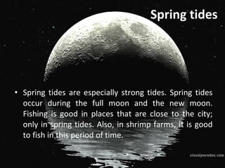 Spring tides Spring tides are especially strong tides. Spring tides occur during the full moon and the new moon. Fishing is good in places that are close to the city; only in spring tides. Also, in shrimp farms, it is good to fish in this period of time. 