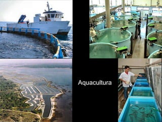 Aquacultura 